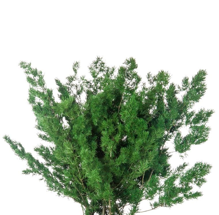 Feuillazur Rungis Fougère Ming plante stabilisée vert 40cm