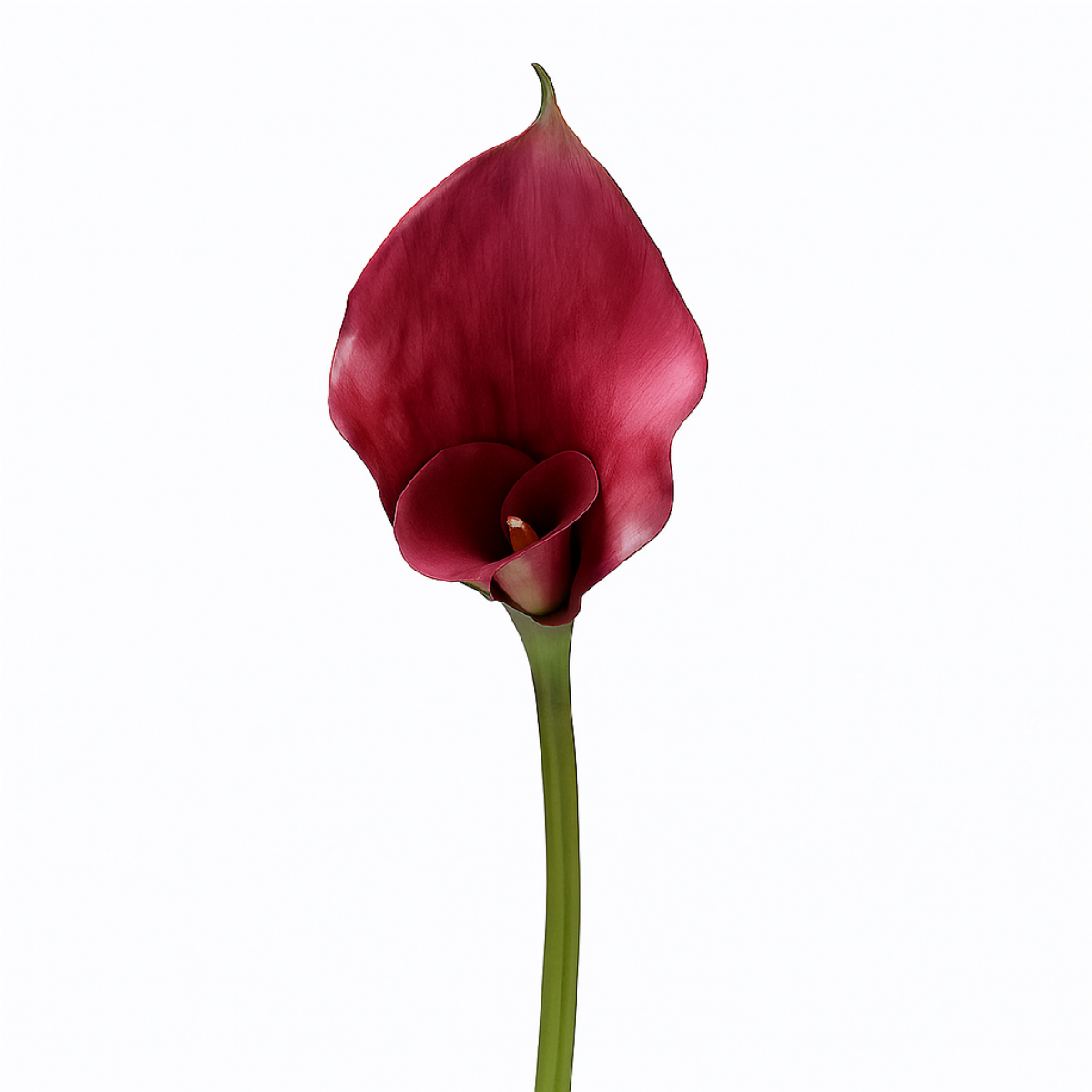 Sia Home Arum 75 cm tige artificielle bordeaux