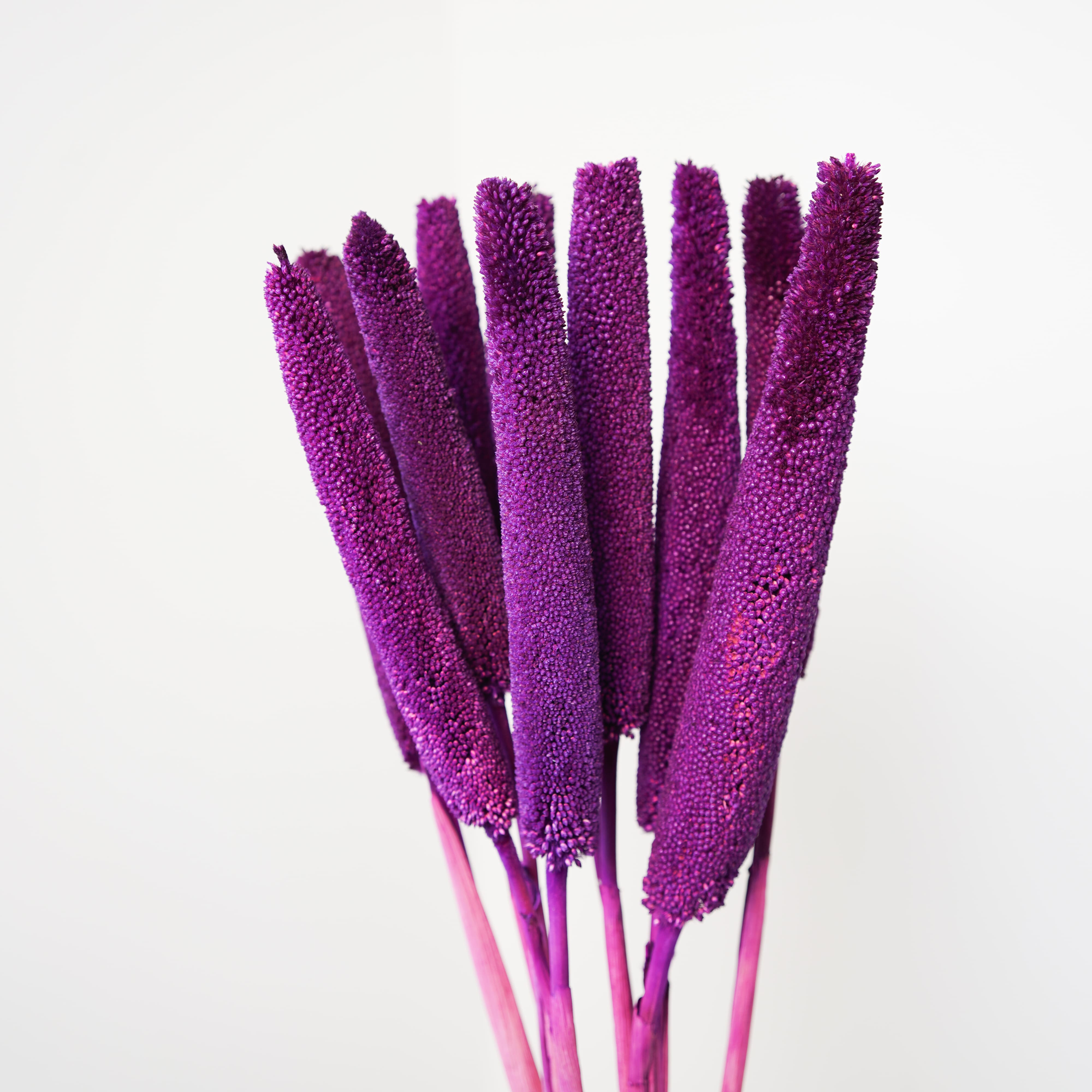 Flowrette Babala fleurs séchées violet lot 10 tiges