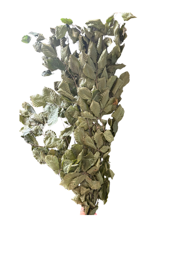 Feuillazur Rungis Fagus feuillage stabilisé vert 80cm