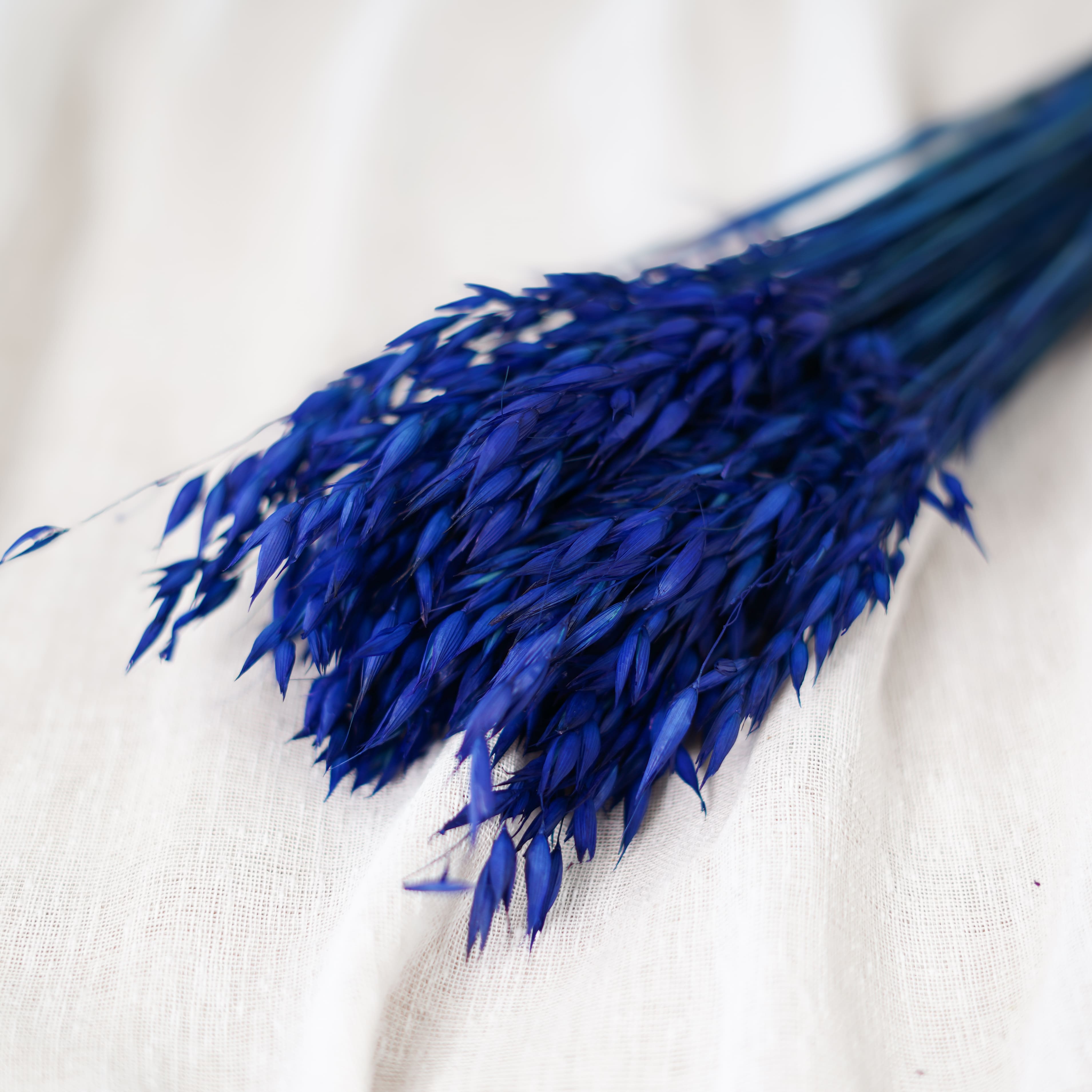 Flowrette Avoine botte séchée bleu intense x1