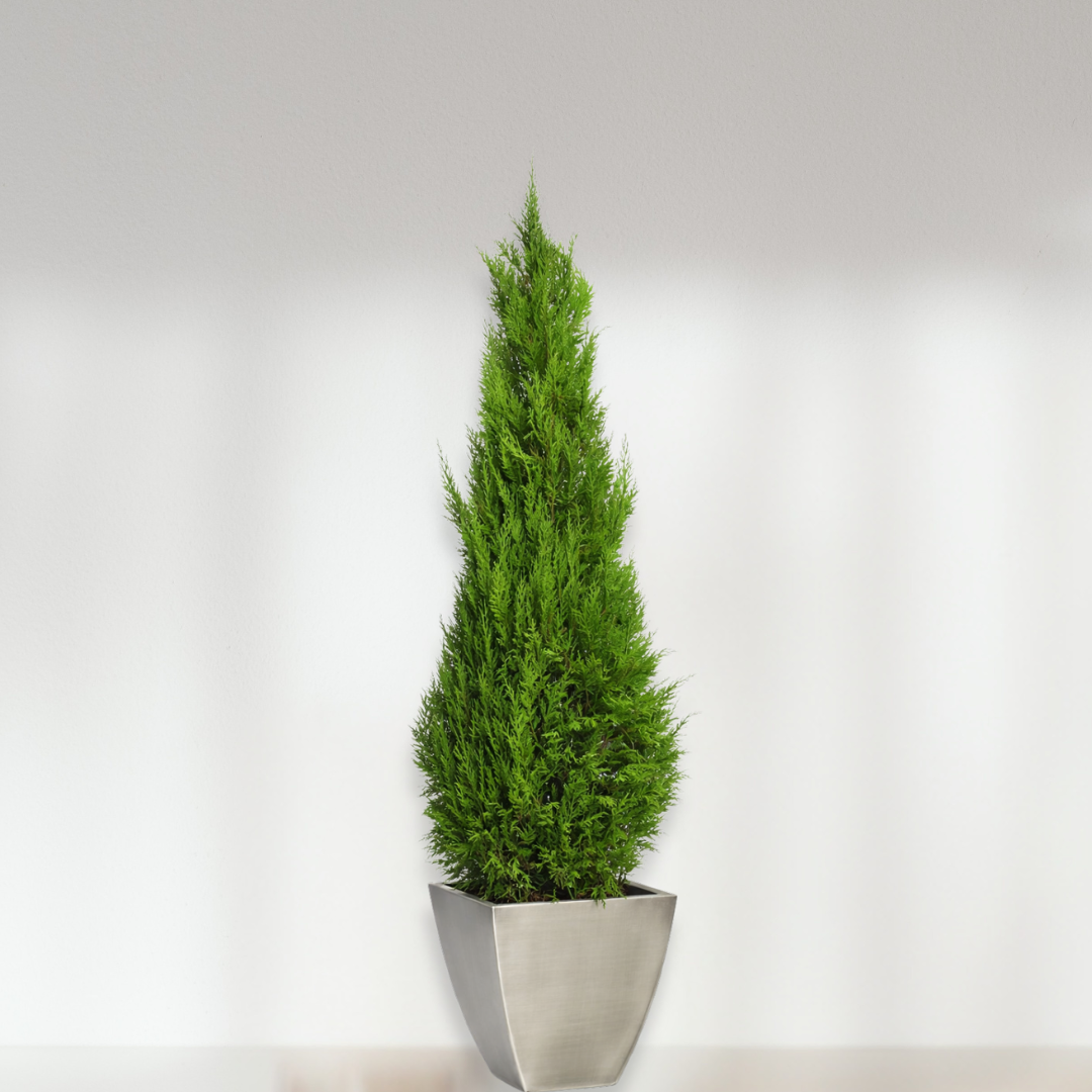 Ateliers Ouchamp Plantes Conifer Stardust plante stabilisée 1m40