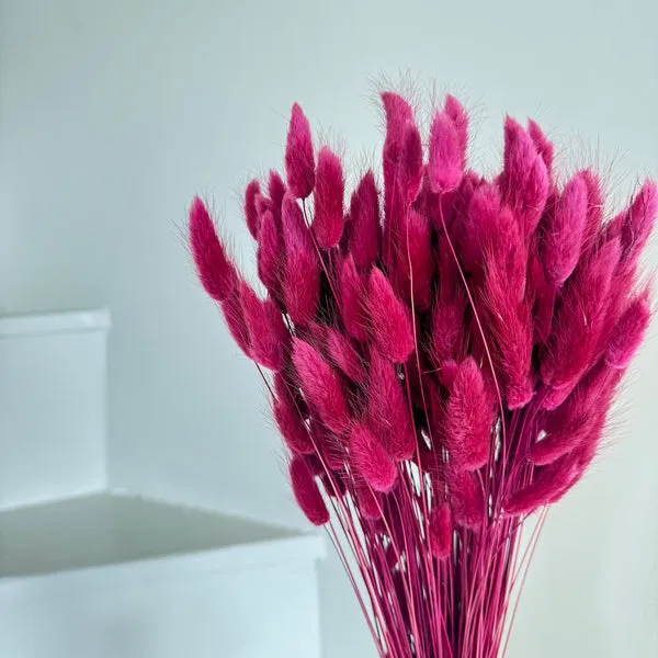 Flowrette Lagurus Bordeaux botte séchée bordeaux
