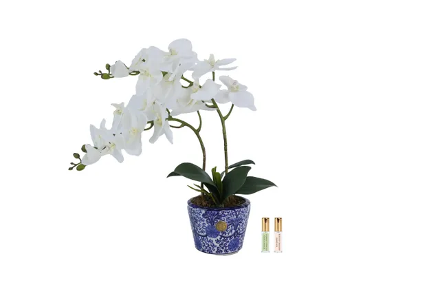 Côte Noire Chinoiserie DOC01 double orchidée blanche vase blanc