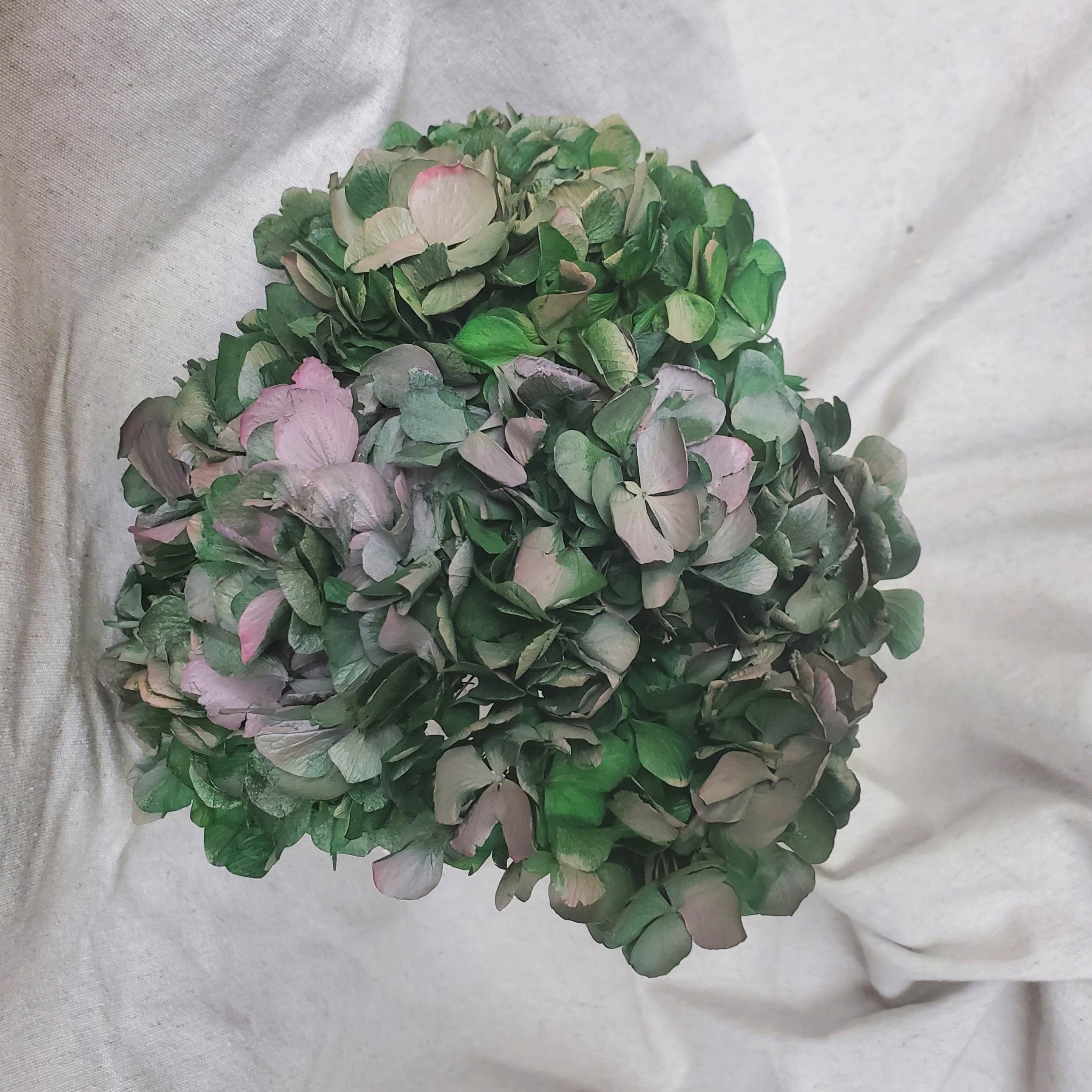 Ateliers Ouchamp Tête Hortensia bicolore blanc rose