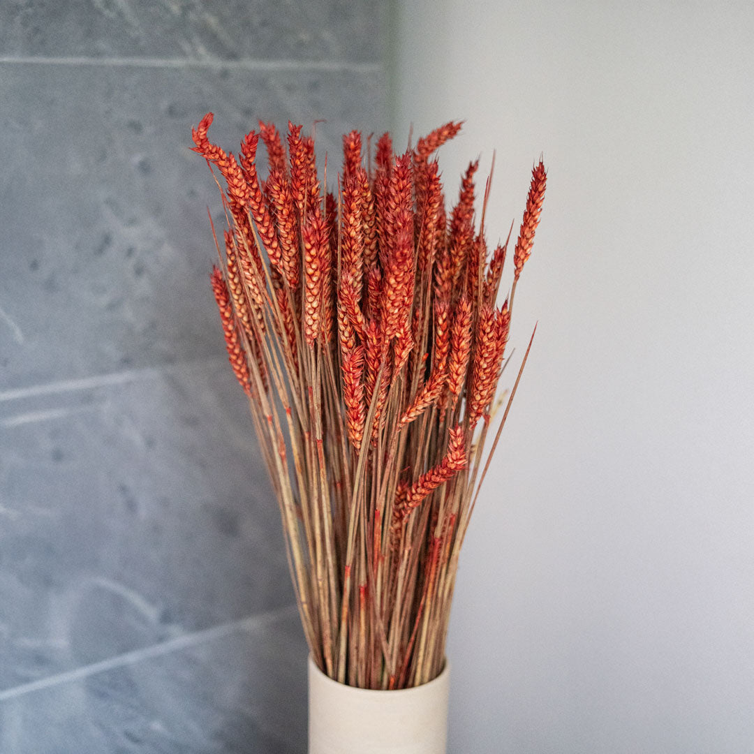 Flowrette Blé botte fleurs séchées rouge x1