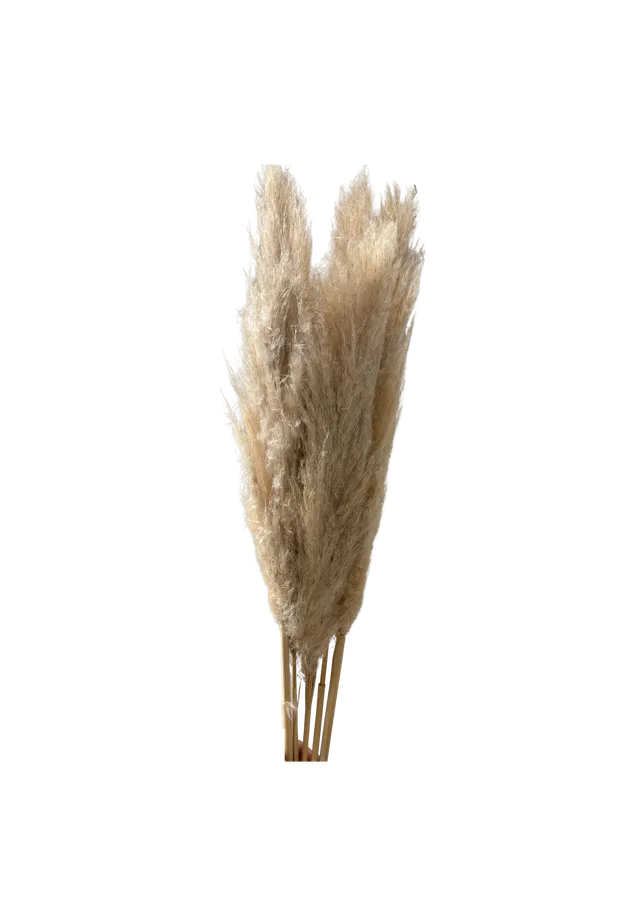 Feuillazur Rungis Pampas Large herbe séchée blanche 110 cm