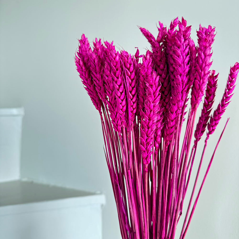 Flowrette Botte Blé Magenta Séchée x1 Épis Rustique Vase