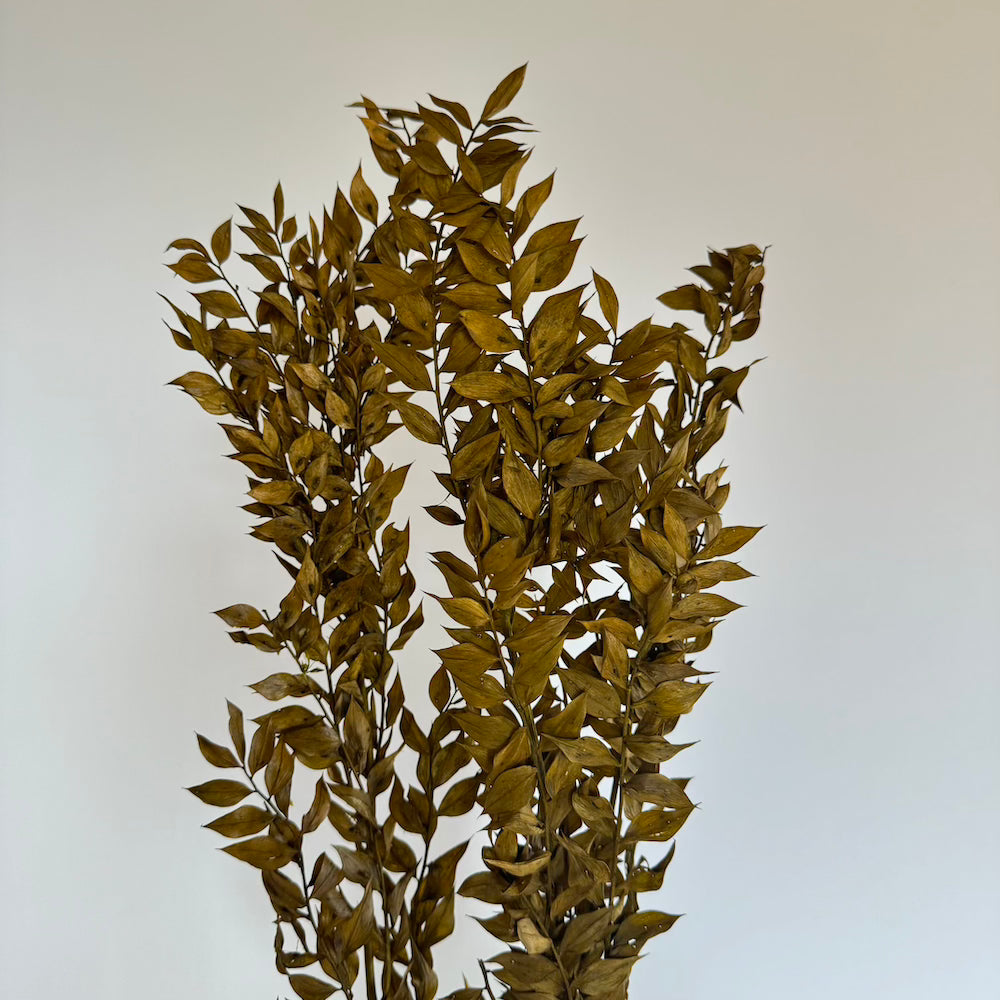 Flowrette botte ruscus vert olive séché x1