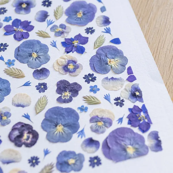 Flowrette Fleurs séchées herbier Pensée sauvage A4 fleurs bleues