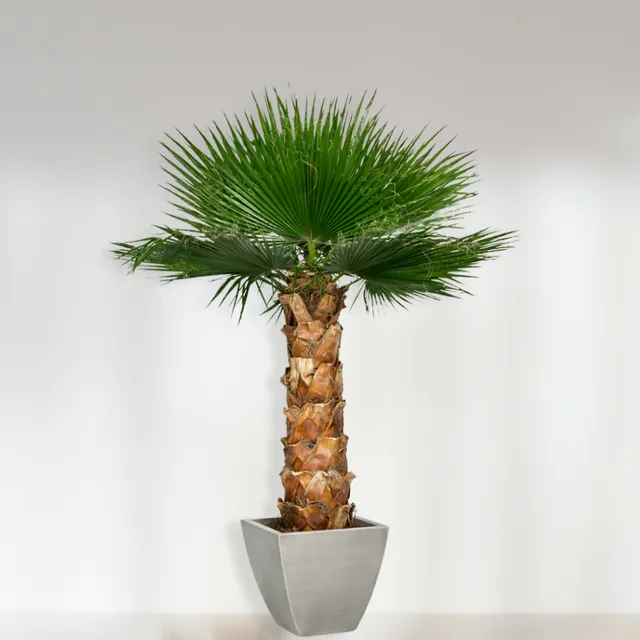 Ateliers Ouchamp Plantes Washingtonia palmier 1m40