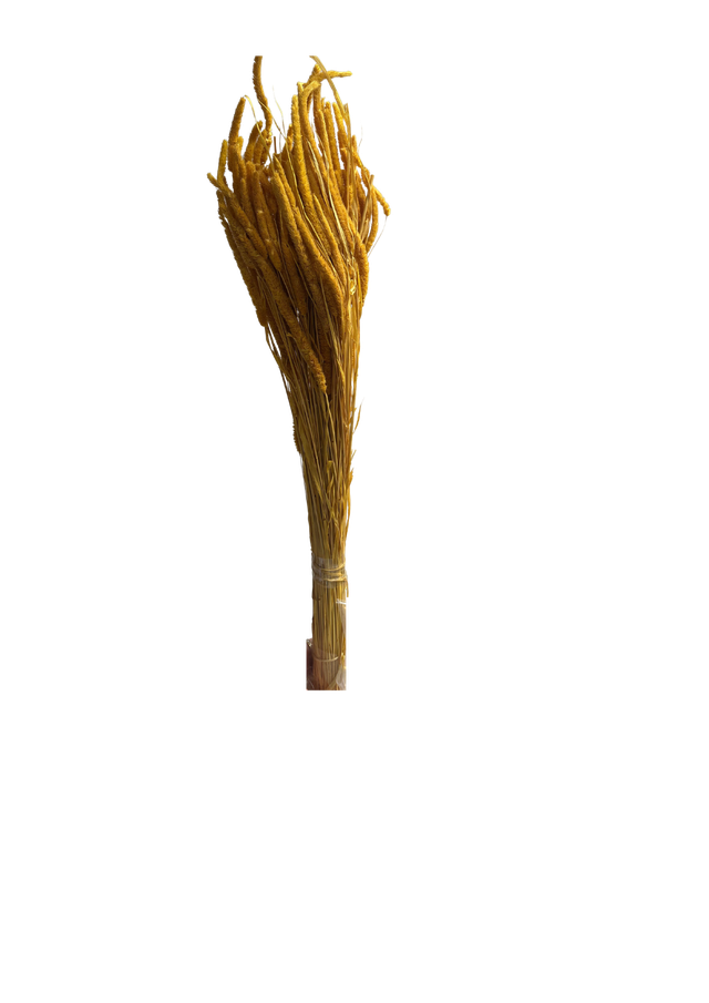 Feuillazur Rungis Phleum Fleur Séchée Naturel 60 cm