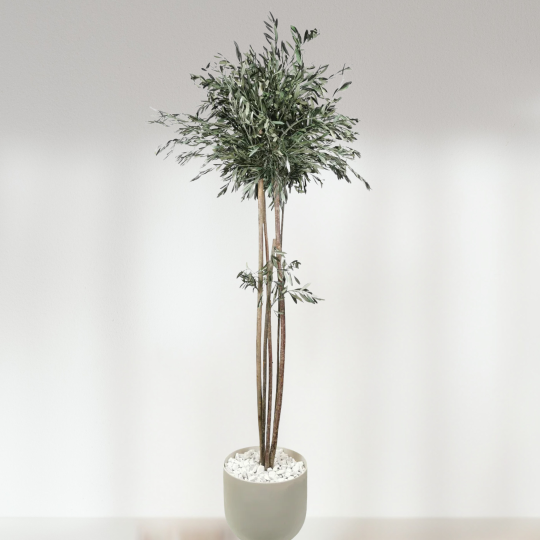 Ateliers Ouchamp Plantes Olivier Stabilise Fin 1m80