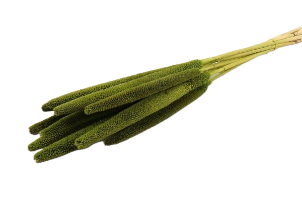 Feuillazur Rungis Babala fleur séchée naturel 70cm