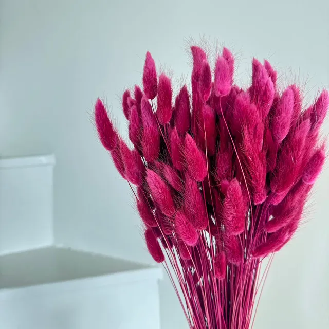 Flowrette Lagurus botte fleurs séchées bordeaux x1
