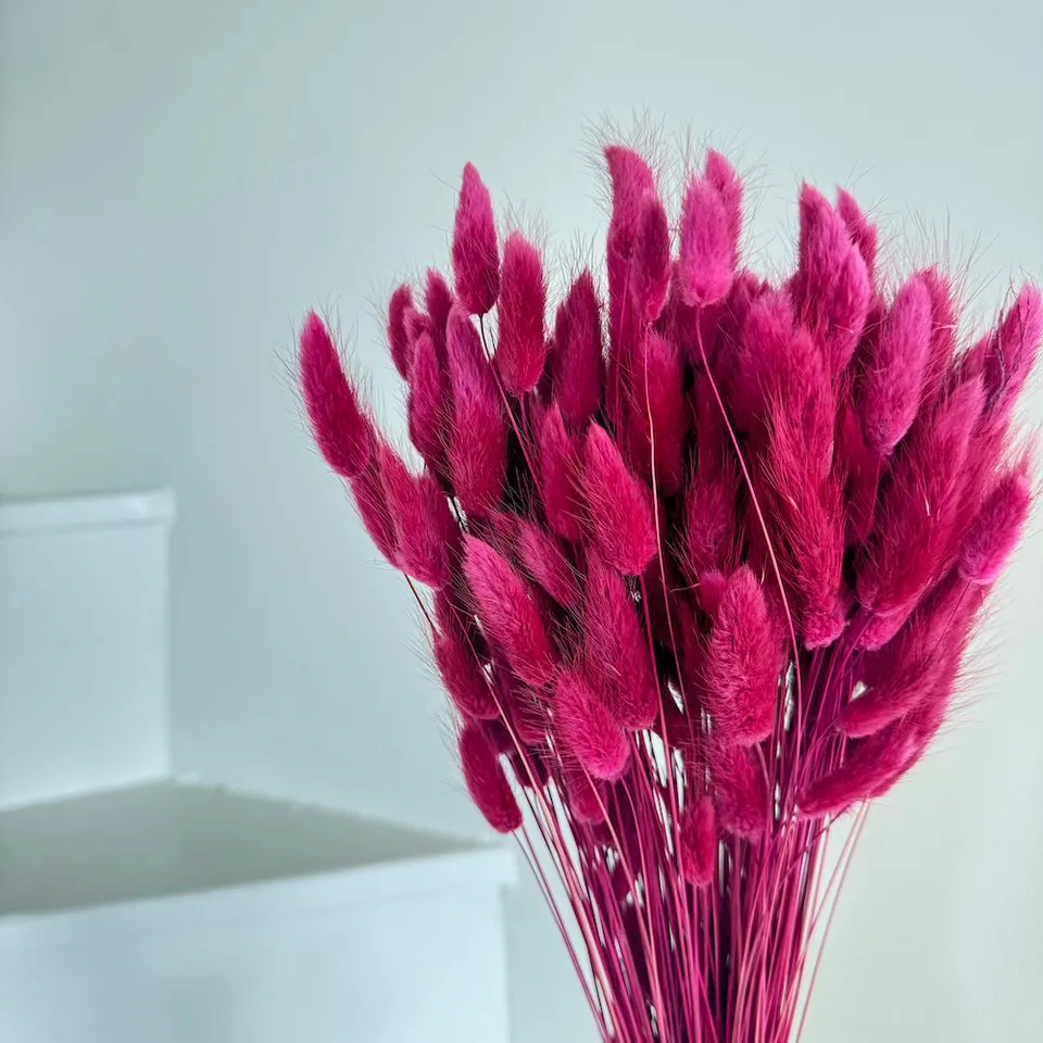 Flowrette Lagurus botte fleurs séchées bordeaux x1