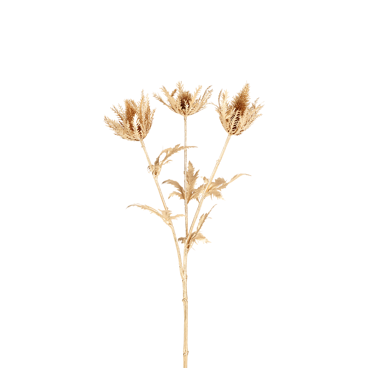 Sia Tiges fleurs Chardon tige doré 56 cm
