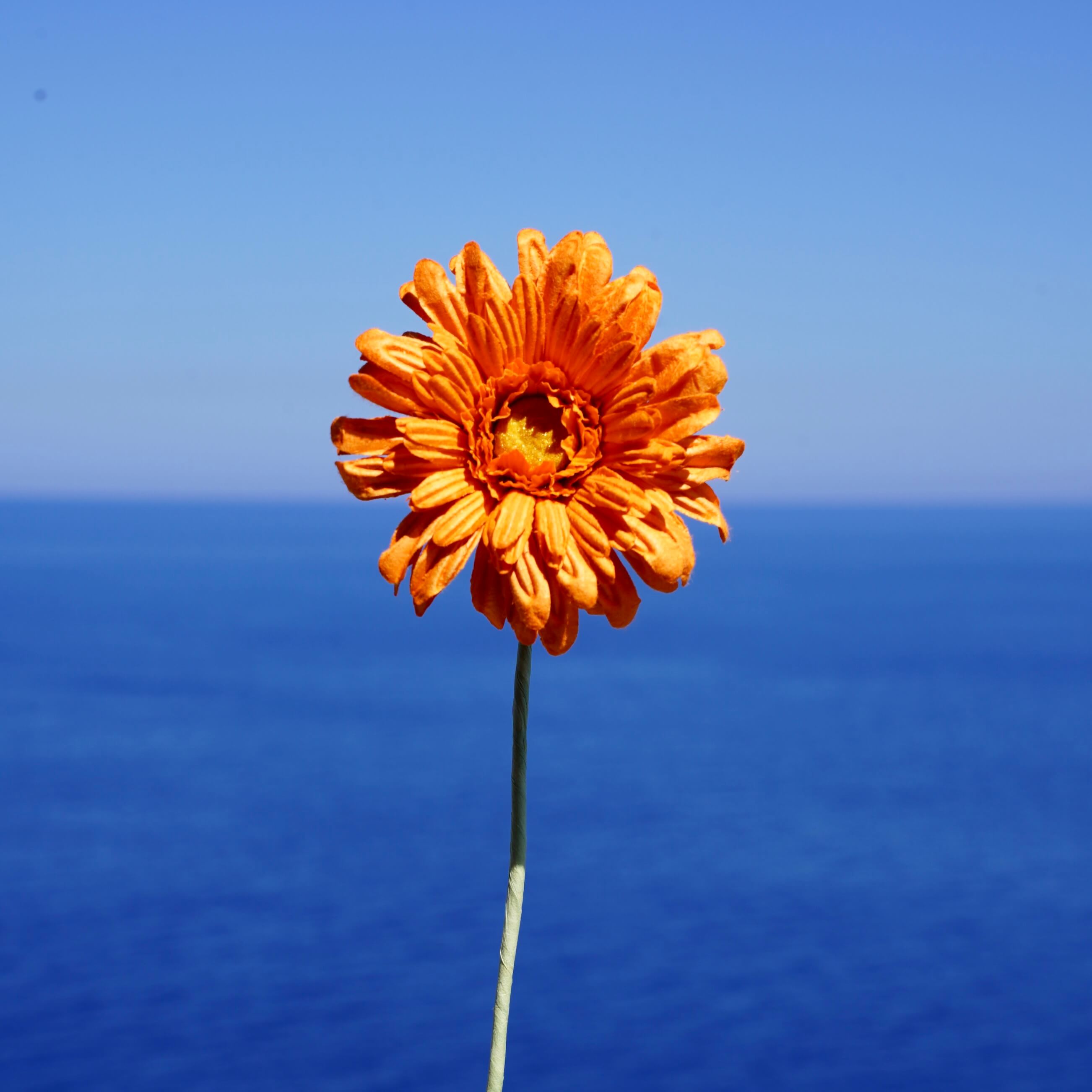 Flowrette Fleurs en papier gerbera orange fleur x1