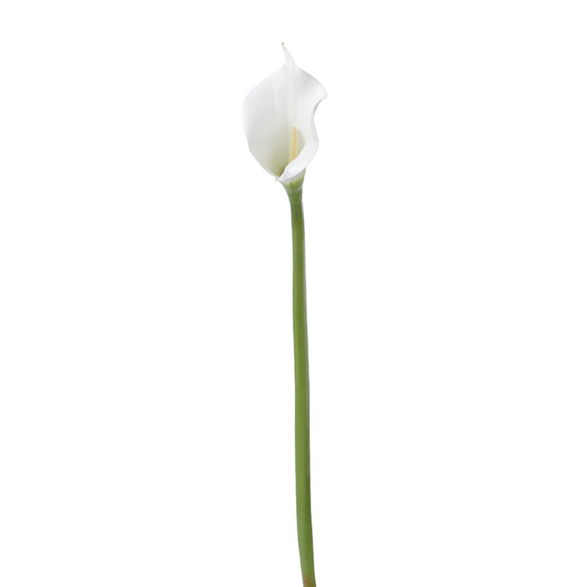 Sia Home Arum spathe court Premium blanc 75 cm tige