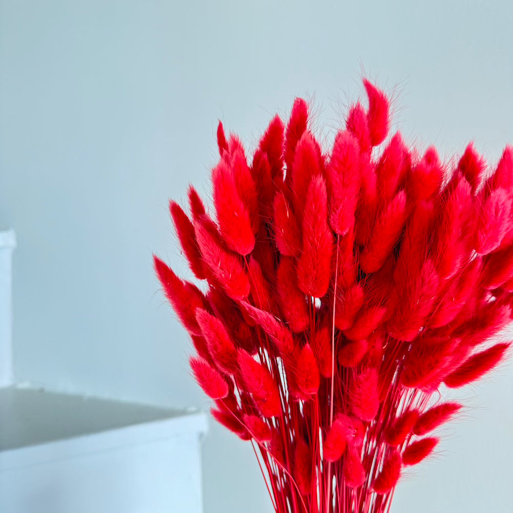 Flowrette Botte Lagurus Rouge fleurs séchées rouge x1