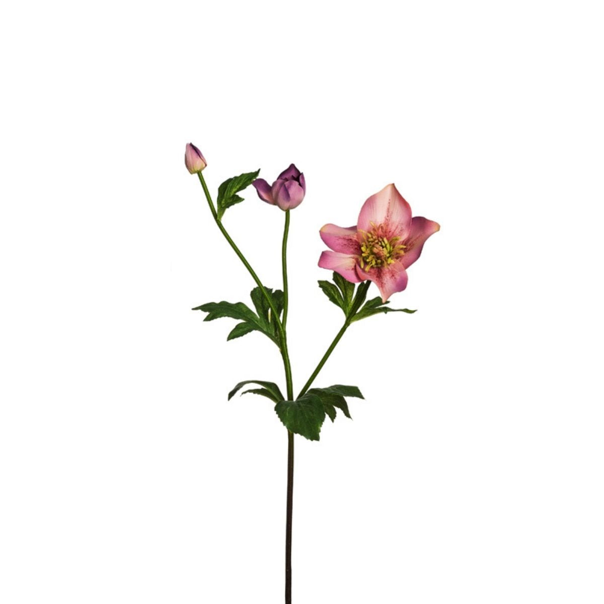 Sia Home Helleborus Niger tige fleur rose clair 45 cm