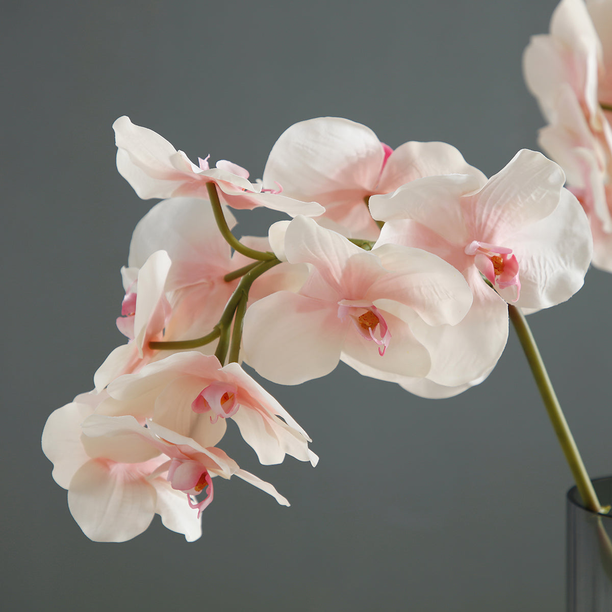Sia Home Tige Orchidée Bandailan 60 cm blanc rose fleur
