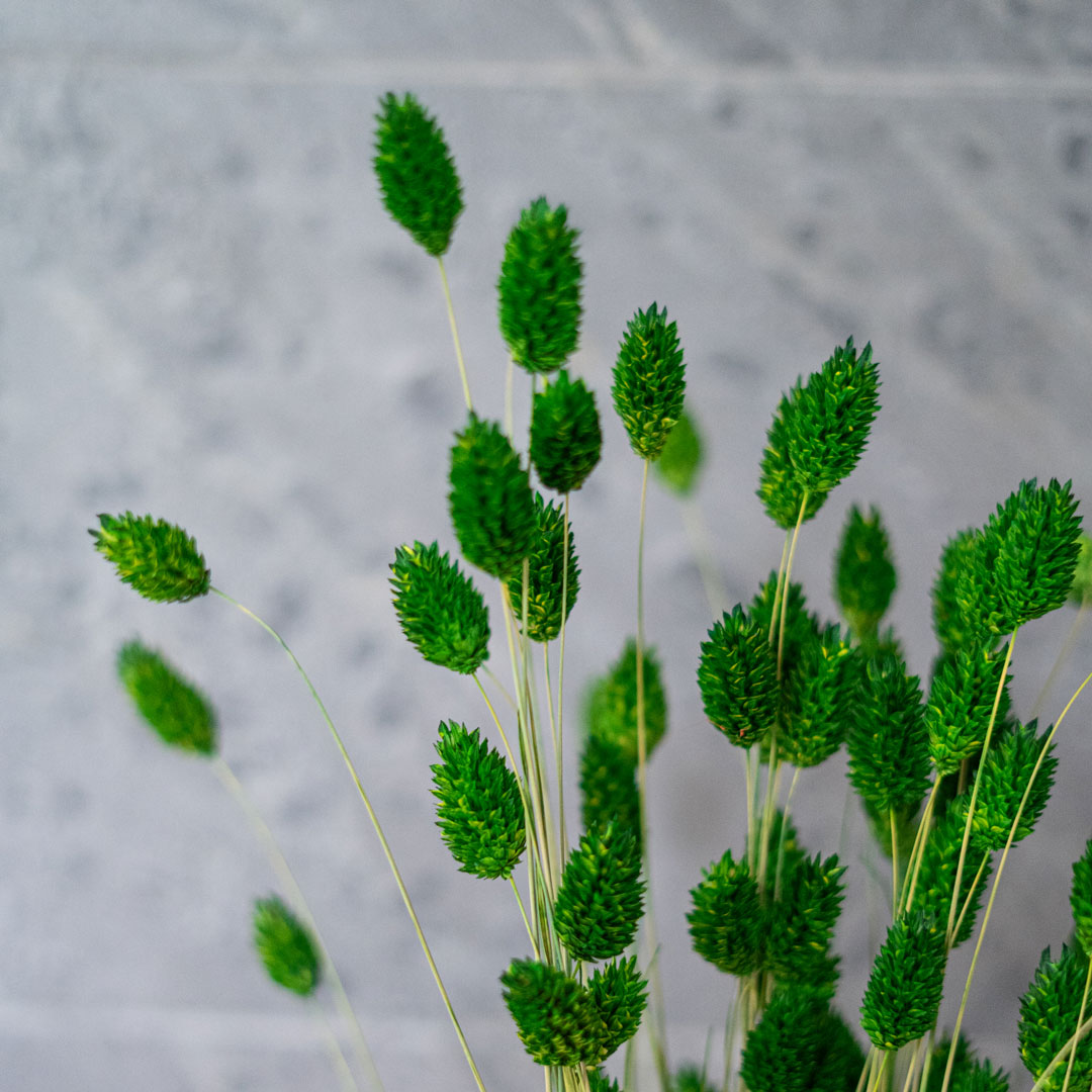 Flowrette Fleurs séchées Botte Phalaris Vert graminée x1