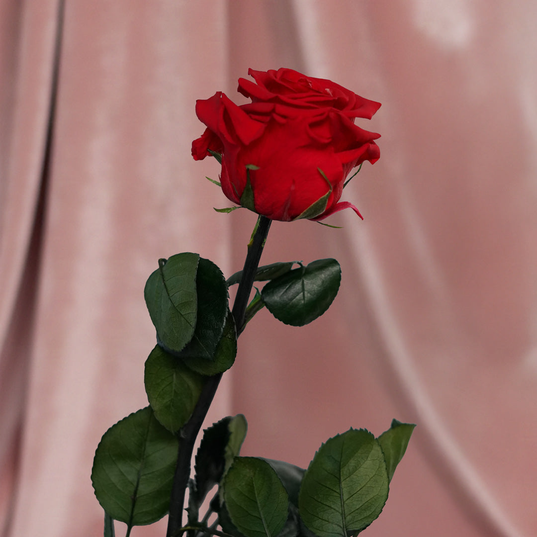 Flowrette Rose rouge stabilisée naturelle x1 longue durée