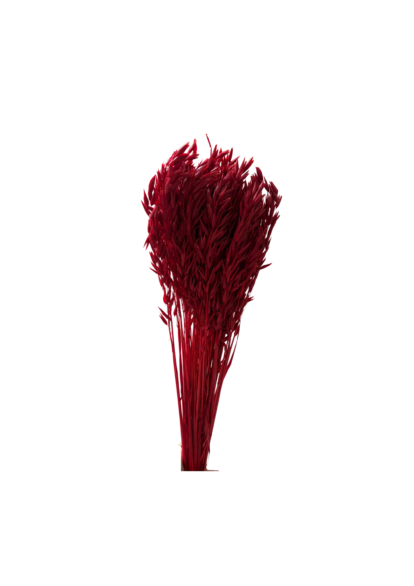 Feuillazur Rungis Avena fleur séchée rose clair 60cm